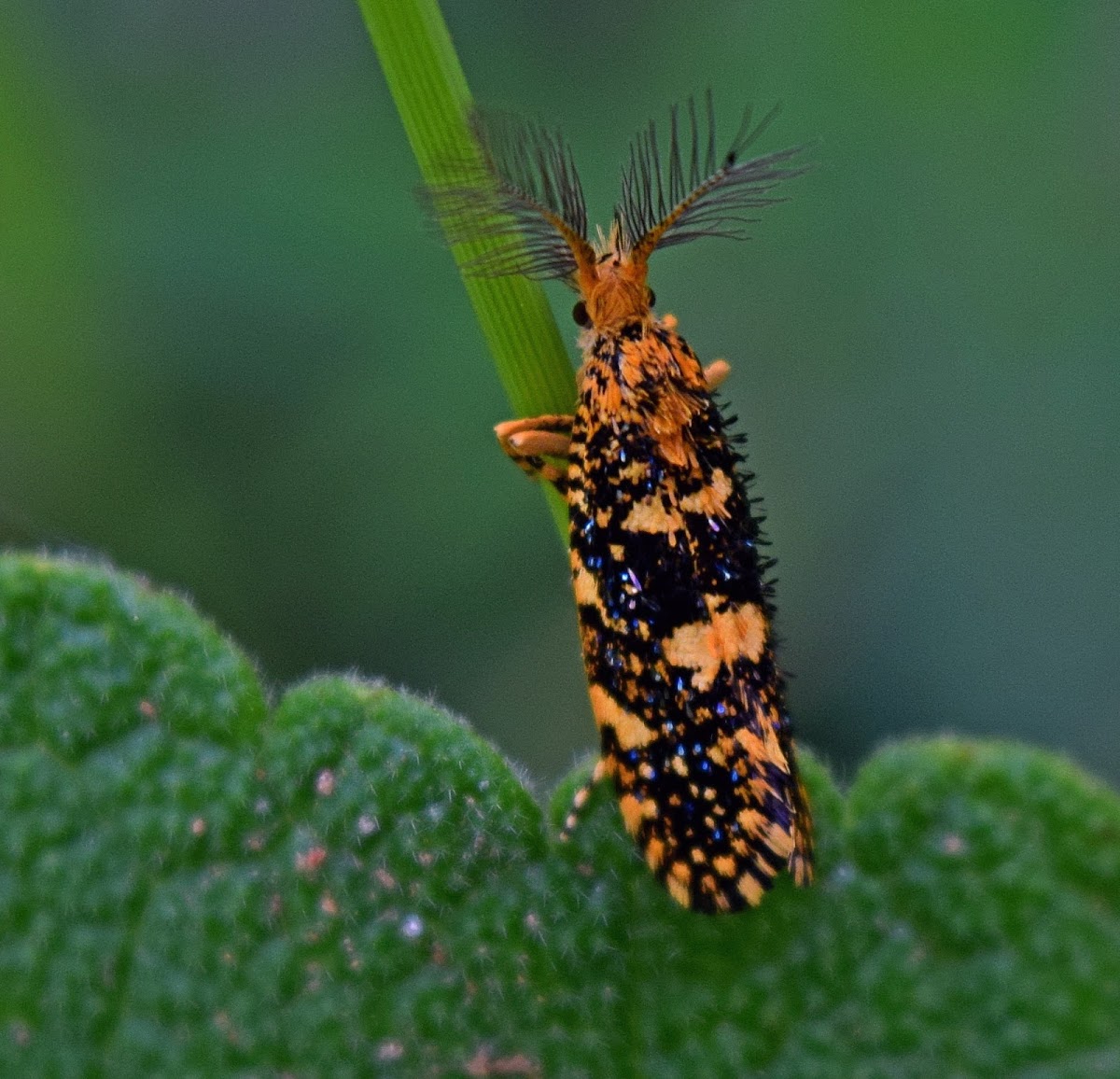 Tineid Moth