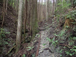 この先で道は右に分岐しているが…