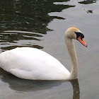 Mute Swan