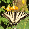 Western tiger swallowtail