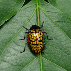 Pleasing Fungus Beetle