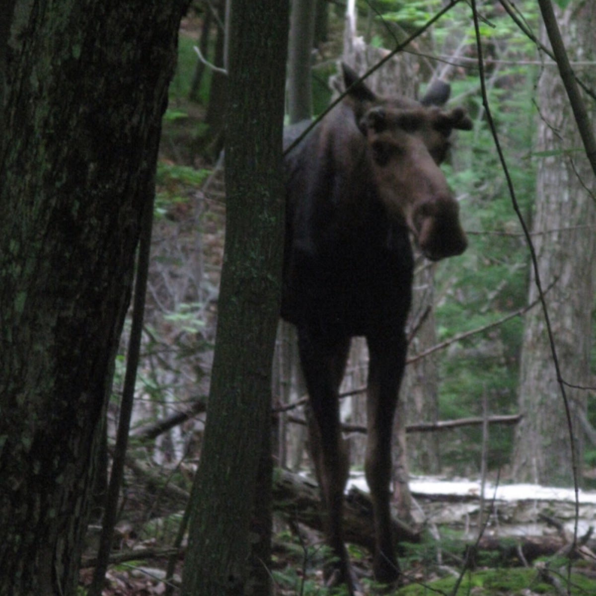 Bull Moose (Juvenile)