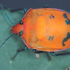 Hibiscus bug