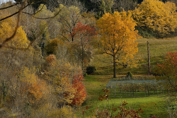 tavolozza d'autunno di Cary