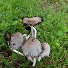 Inky Cap mushroom