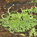 Common Powderhorn Lichen