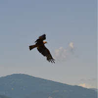 Aquila reale di 