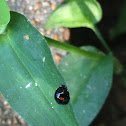 Twice-Stabbed Ladybug