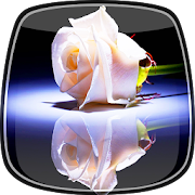 White Rose Live Wallpaper  Icon