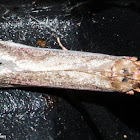 Pyralidae Snout Moth