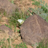 The African Migrant, African Emigrant, or Common Vagrant