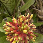 unknown bromeliad