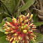 unknown bromeliad