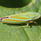 Blue-striped Leafhopper