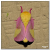 Rosy Maple Moth