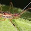 Assassin Bug