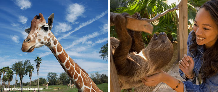 Feed giraffes and encounter sloths