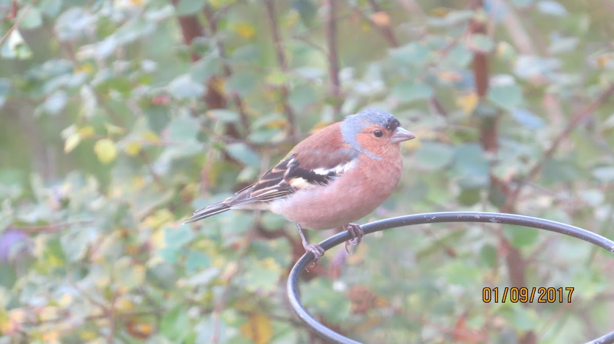 Chaffinch