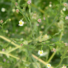 Southeastern Annual Saltmarsh Aster