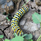 Black Swallowtail Butterfly Caterpillar