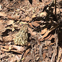 Great Plains Toad