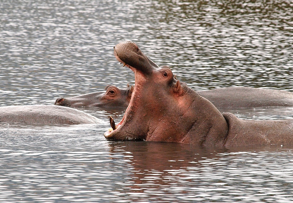 Hipopótamo (Hippo)