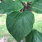 Eastern RedBud