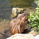 Nutria