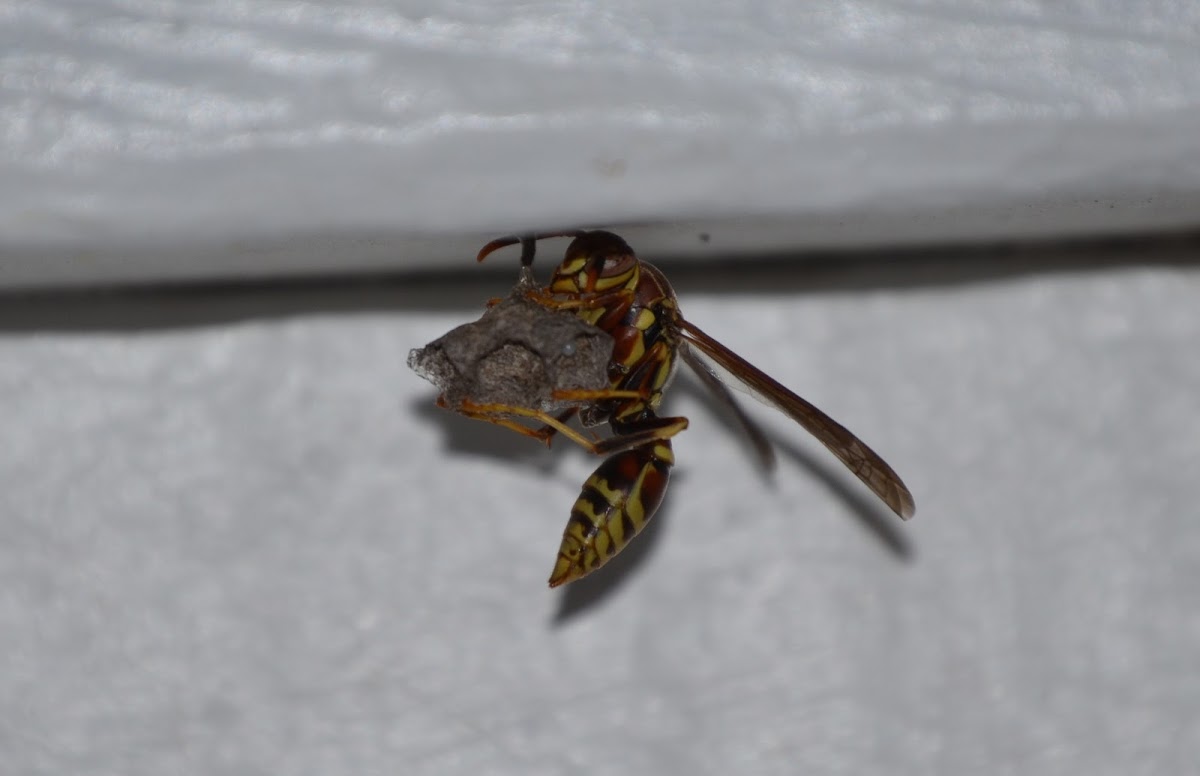 Paper wasp and nest