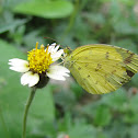 Small Grass Yellow