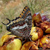 Two-tailed Pasha