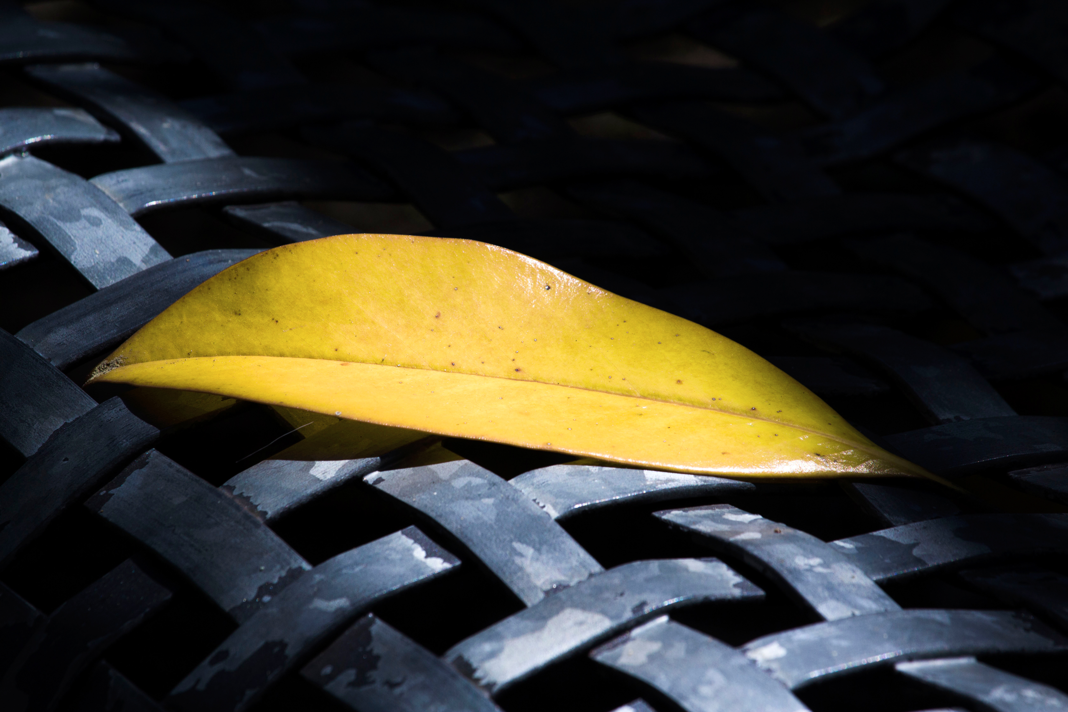 yellow on the metal grey. di Naldina Fornasari