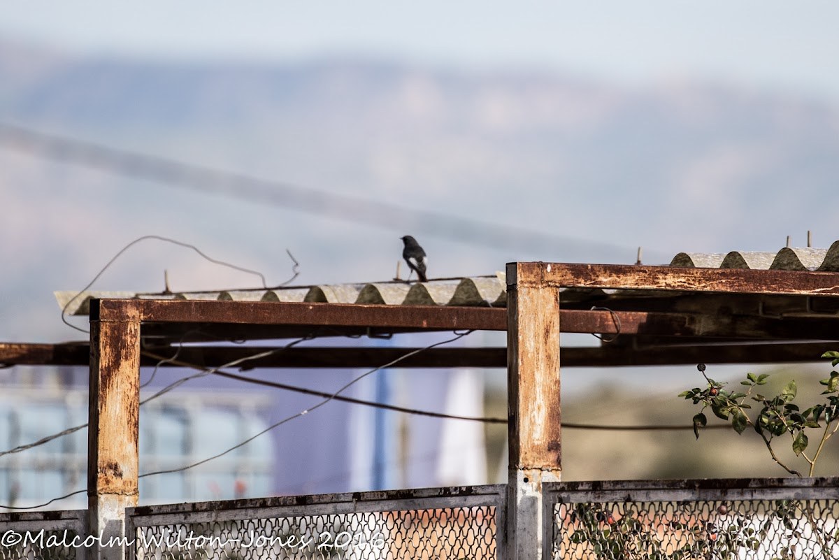 Black Redstart; Colirrojo Tizón