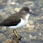 Spotted Sandpiper