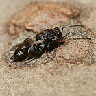 Small Chalcid Wasp