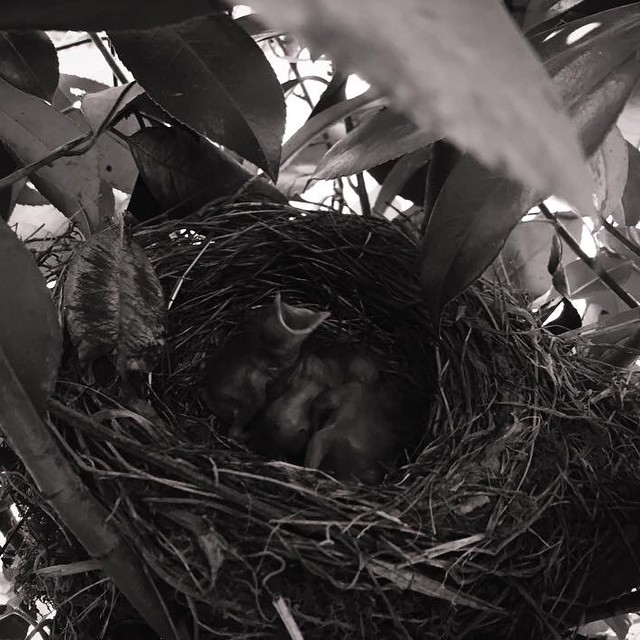 Il richiamo dell'assenza   di y.be