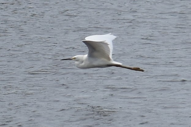 Snowy egret