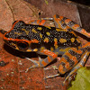 Striped Stream Frog