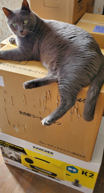 レヴォーグの猫に関するカスタム事例の投稿画像1枚目