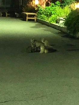 いじめさんと三角関係