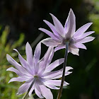 Broad Leaved Anemone