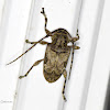 Longhorn Beetle