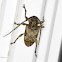 Longhorn Beetle