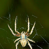 Orb weaver