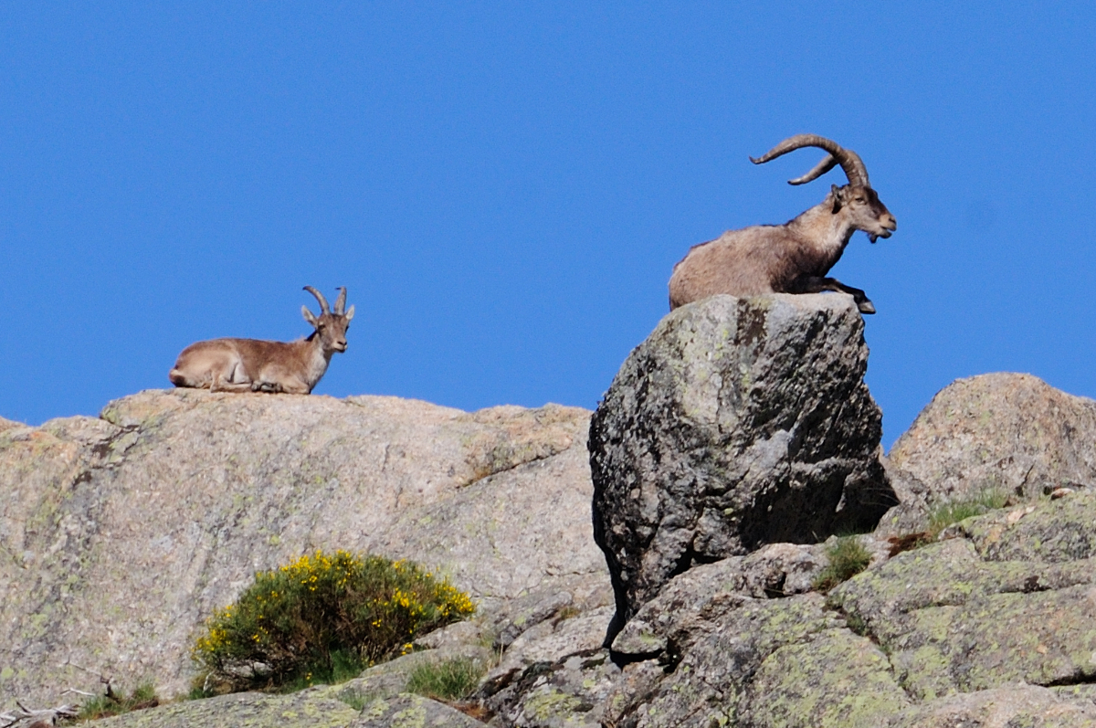 Gredos Ibex; Western Spanish Ibex