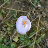 The hairy crocus