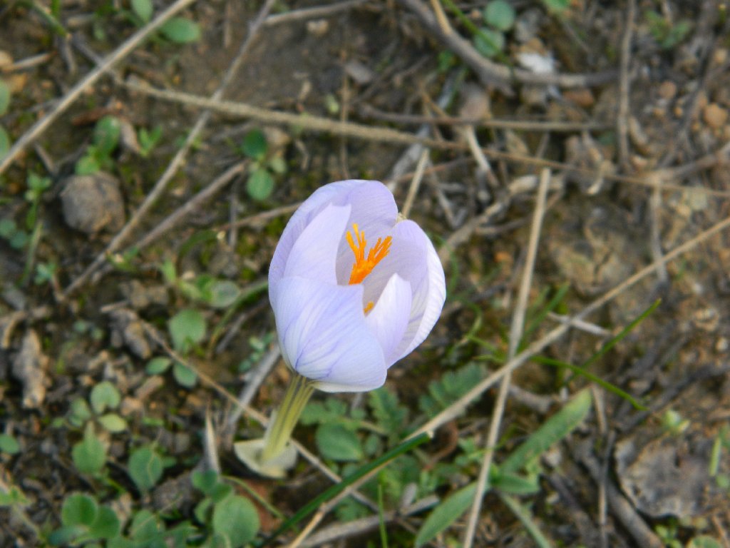 The hairy crocus