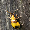 Larger Elm Leaf Beetle