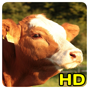 Download cow wallpaper For PC Windows and Mac