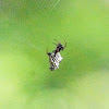 Spined micrathena